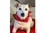 Sheldon, Jack Russell Terrier For Adoption In Hortense, Georgia