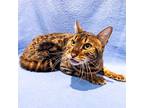 Honey, Bengal For Adoption In Shawnee Mission, Kansas