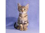Mary Jane, Domestic Shorthair For Adoption In Shawnee Mission, Kansas