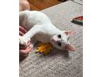 Prince & Goose, Domestic Shorthair For Adoption In Burgaw, North Carolina