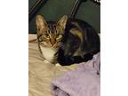 Farley, Domestic Shorthair For Adoption In Hollister, California