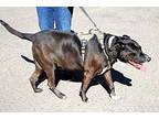Papa, Labrador Retriever For Adoption In Colorado Springs, Colorado