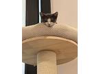 Strawberry, American Shorthair For Adoption In Brooklyn, New York