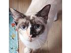 Frances, Siamese For Adoption In Houston, Texas