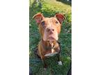 Agnes, American Pit Bull Terrier For Adoption In La Grange, Illinois