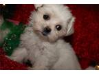 Livvy