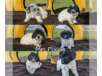 Poodle (Miniature) PUPPY FOR SALE ADN-839942 - MINI POODLE PUPS BORN AUG 27TH