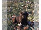 Labrador Retriever PUPPY FOR SALE ADN-839913 - Chocolate Labrador Retriever