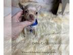 Chihuahua PUPPY FOR SALE ADN-839912 - Tiny RUDOLPH