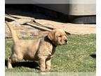 Labrador Retriever PUPPY FOR SALE ADN-839907 - Fox red yellow lab puppies now