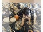 Cane Corso PUPPY FOR SALE ADN-839902 - Halloween