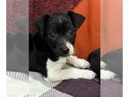 Rat Terrier PUPPY FOR SALE ADN-839885 - Oreo miniature rat terrier puppy