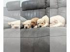 Golden Retriever PUPPY FOR SALE ADN-839884 - AKC Golden Retriever Puppies