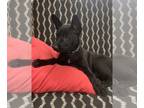Belgian Malinois PUPPY FOR SALE ADN-839854 - AKC Registered Belgian Malinois