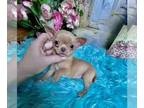 Chihuahua PUPPY FOR SALE ADN-839837 - Debs Calif Chis COOPER