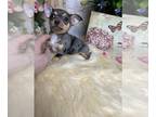 Chihuahua PUPPY FOR SALE ADN-839836 - Debs Calif Chis ROMAN