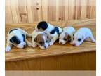 Parson Russell Terrier PUPPY FOR SALE ADN-839832 - Jack Russell Puppies Spunky