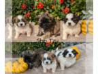 Shih Tzu PUPPY FOR SALE ADN-839823 - Shih Tzu Pups Born Sept 6