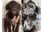 Chihuahua-Cocker Spaniel Mix PUPPY FOR SALE ADN-839822 - Adorable Chihuahua