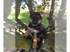 German Shepherd Dog PUPPY FOR SALE ADN-839797 - Beautiful German Shepherd