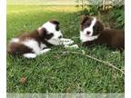Border Collie PUPPY FOR SALE ADN-839784 - Beautiful Border Collie Pups