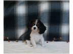 Cavalier King Charles Spaniel PUPPY FOR SALE ADN-839775 - Lewis AKC Cavalier boy