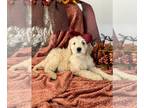 Goldendoodle PUPPY FOR SALE ADN-839739 - Standard Goldendoodle