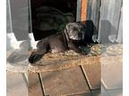 Cane Corso PUPPY FOR SALE ADN-839761 - Ron x Rossi