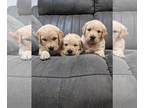 Golden Retriever PUPPY FOR SALE ADN-839720 - AKC Golden Retriever Puppies