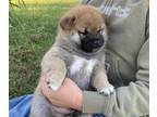 Shiba Inu PUPPY FOR SALE ADN-839705 - AKC Males Available