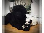 ShihPoo PUPPY FOR SALE ADN-839692 - Shihpoo pups