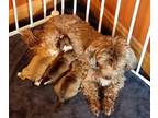 Havanese PUPPY FOR SALE ADN-839689 - Brown Havanese
