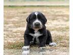 Golden Pyrenees PUPPY FOR SALE ADN-839669 - Briar
