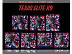 American Bulldog PUPPY FOR SALE ADN-839917 - Texas Elite K9 2024 Litter Wino x