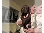 Labrador Retriever PUPPY FOR SALE ADN-839911 - Orange collar Chocolate female