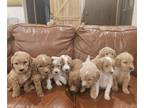 Doodle-Goldendoodle Mix PUPPY FOR SALE ADN-839764 - F2B Goldendoodle