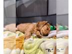 Dachshund PUPPY FOR SALE ADN-839693 - Miniature dachshund puppy