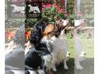 English Springer Spaniel PUPPY FOR SALE ADN-839676 - Magnum x Birdie
