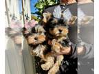 Yorkshire Terrier PUPPY FOR SALE ADN-839944 - YORKSHIRE TERRIER PUPPIES