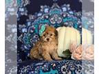 Maltipoo PUPPY FOR SALE ADN-839919 - Toy Maltipoo Puppy