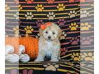 Maltipoo PUPPY FOR SALE ADN-839918 - Toy Maltipoo Puppy