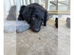 Bordoodle PUPPY FOR SALE ADN-839914 - Adorable 12 week old border collie poodle