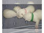 West Highland White Terrier PUPPY FOR SALE ADN-839910 - Green collar Male