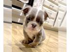 English Bulldog PUPPY FOR SALE ADN-839891 - LILAC TAN TRI FLUFFY