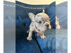 French Bulldog PUPPY FOR SALE ADN-839888 - LANI LILAC MERLE FEMALE