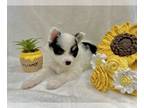 Pomsky PUPPY FOR SALE ADN-839886 - Winnie