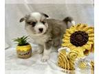 Pomsky PUPPY FOR SALE ADN-839883 - Aker