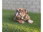 English Bulldog PUPPY FOR SALE ADN-839871 - LILAC Tan Tri English Bulldog