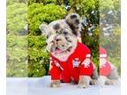 French Bulldog PUPPY FOR SALE ADN-839869 - LILAC Tri Merle Big Rope Fluffy