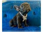 French Bulldog PUPPY FOR SALE ADN-839842 - Black and White Frenchie with hazel
